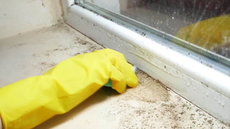 Trusted Burnet, TX Mold Removal Experts